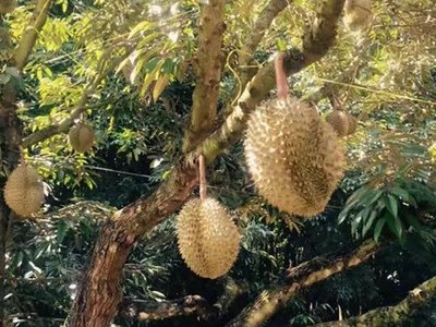 Fresh Durian