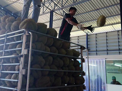 Frozen Durian