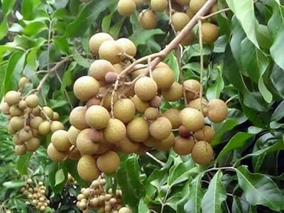 Fresh Longan