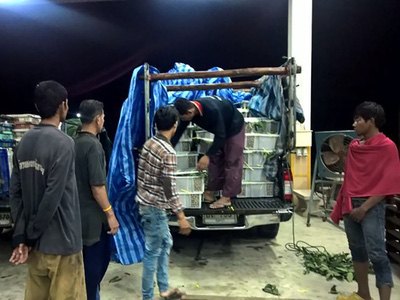Fresh Longan